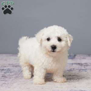 Porter, Bichon Frise Puppy